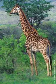 giraffe picture